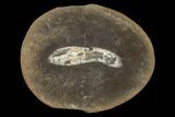 Worm (Astreptoscolex) Fossil (Pos/Neg) - Mazon Creek #113264-1
